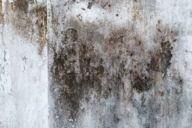 Best Black Mold Removal  in Hampstead, NC