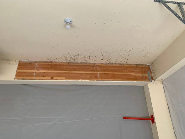 Best Basement Mold Removal  in Hampstead, NC