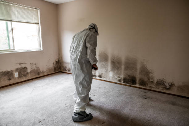 Best Biohazard Mold Removal  in Hampstead, NC