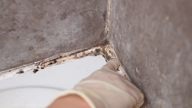 Best Airborne Mold Testing  in Hampstead, NC