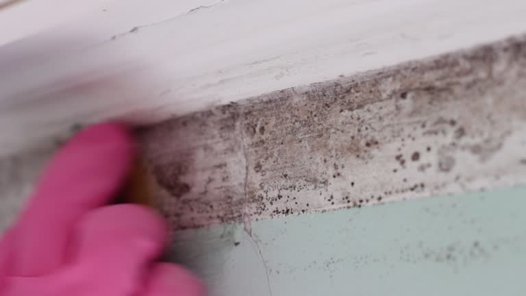 Best Industrial Mold Remediation  in Hampstead, NC